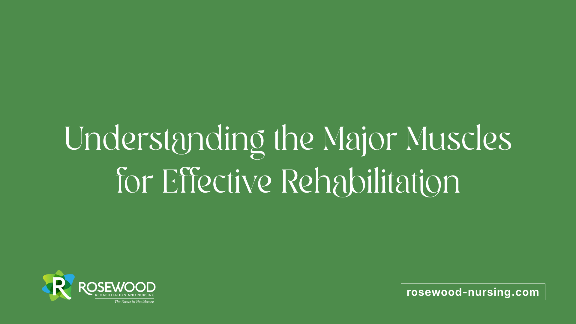 Understanding the Major Muscles for Effective Rehabilitation