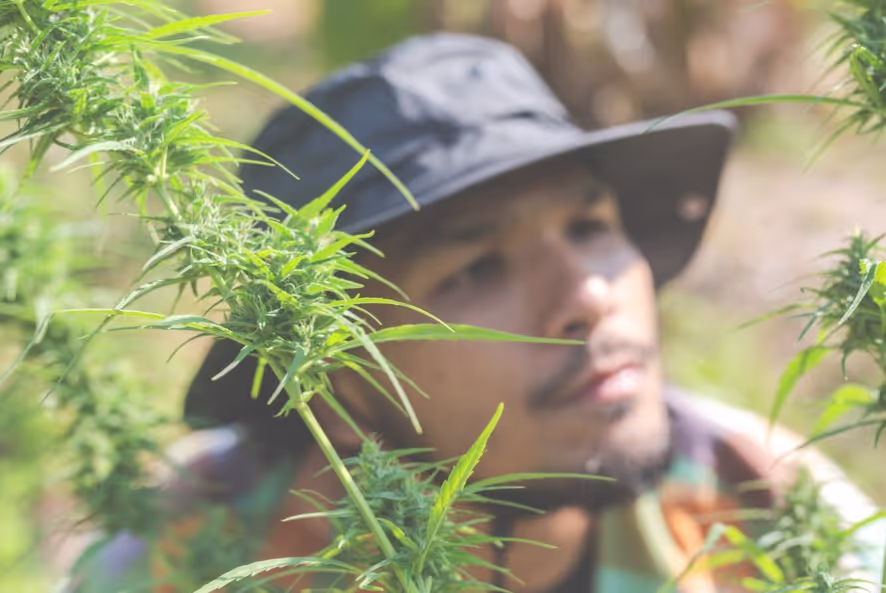 Marijuana and Autism