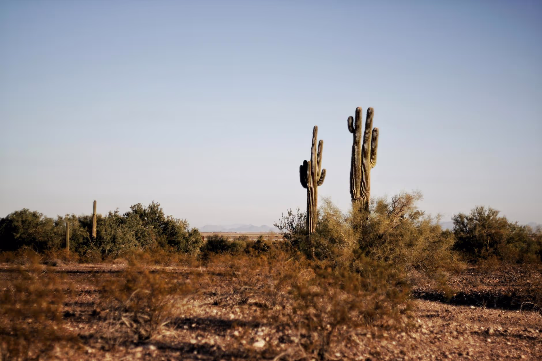 Arizona's Essential Autism Resources