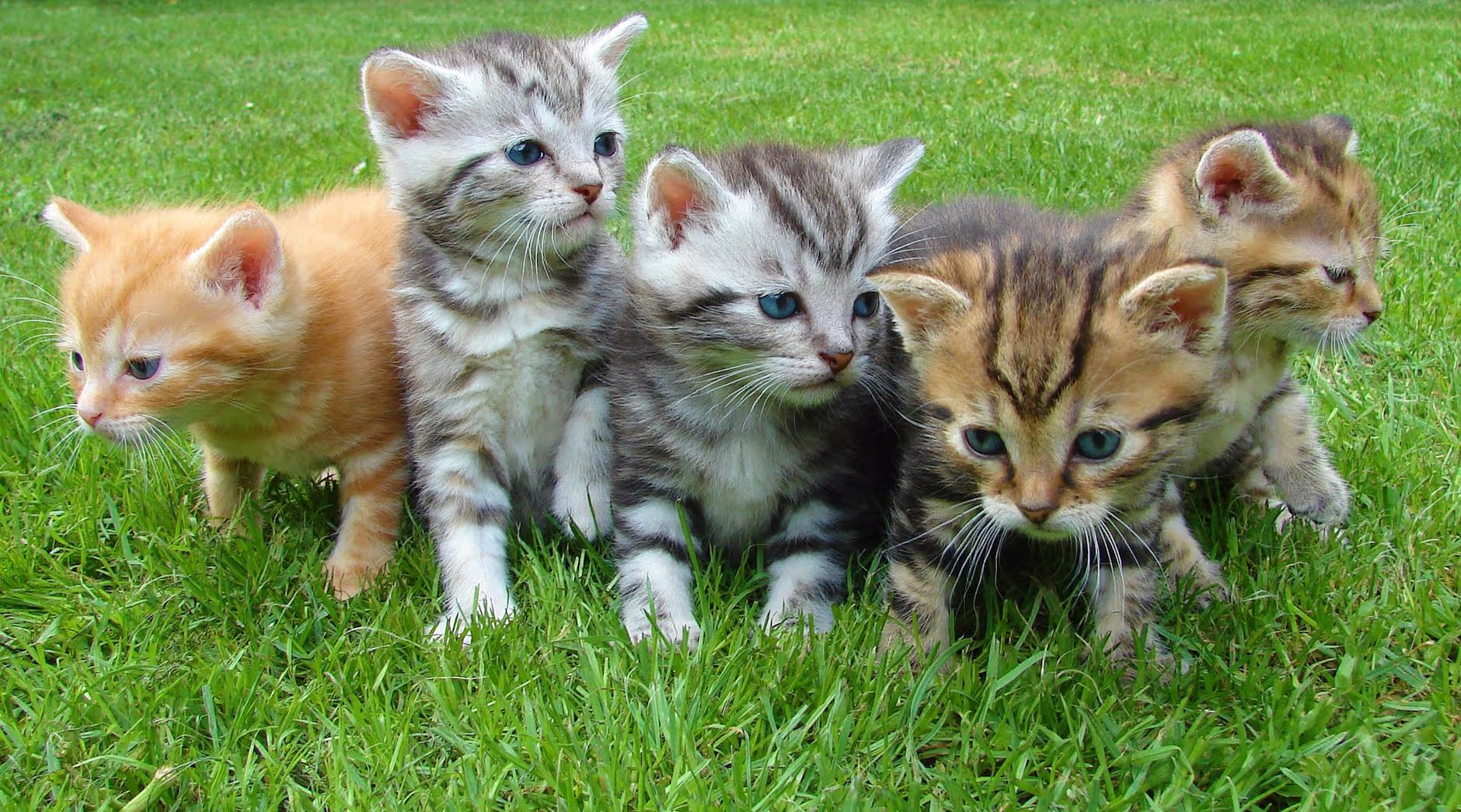 Do Cats Experience Autism?