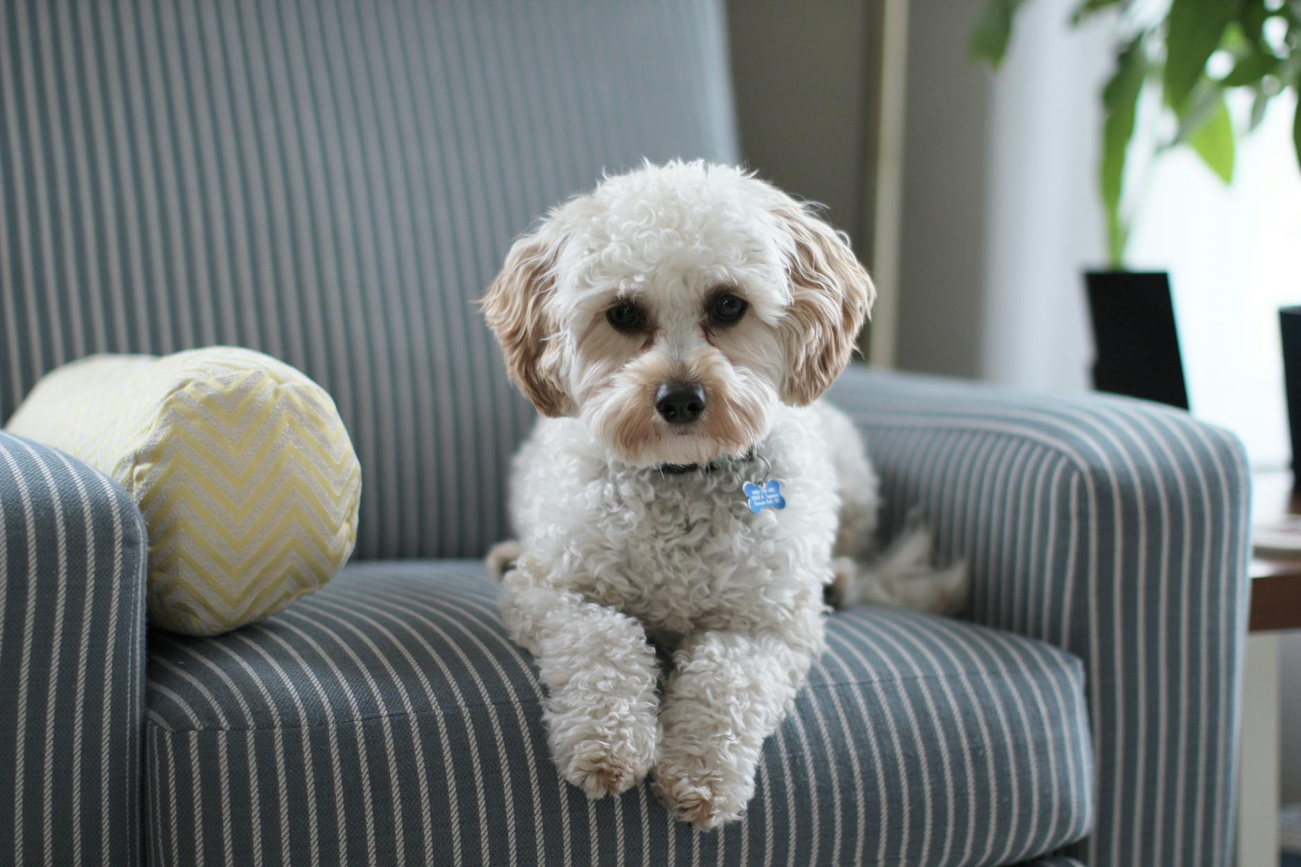 Can Dogs Have Autism?